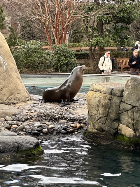 Seal at Central Park Zoo